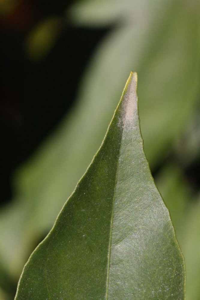              Margin (Riverside, CA)       